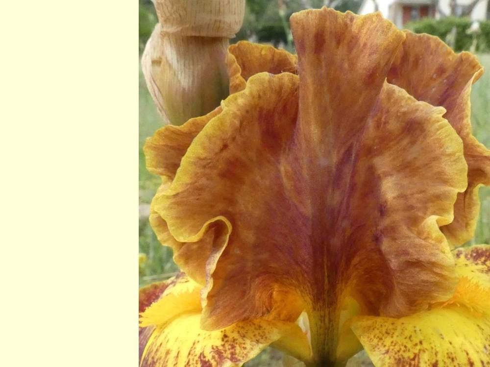 pétale de iridaceae iris barbu cv. 'hot topic'