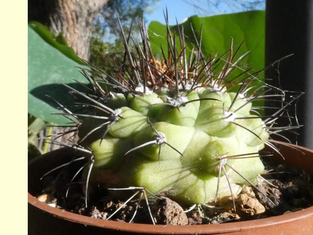 visuel de cactaceae copiapoa humilis
