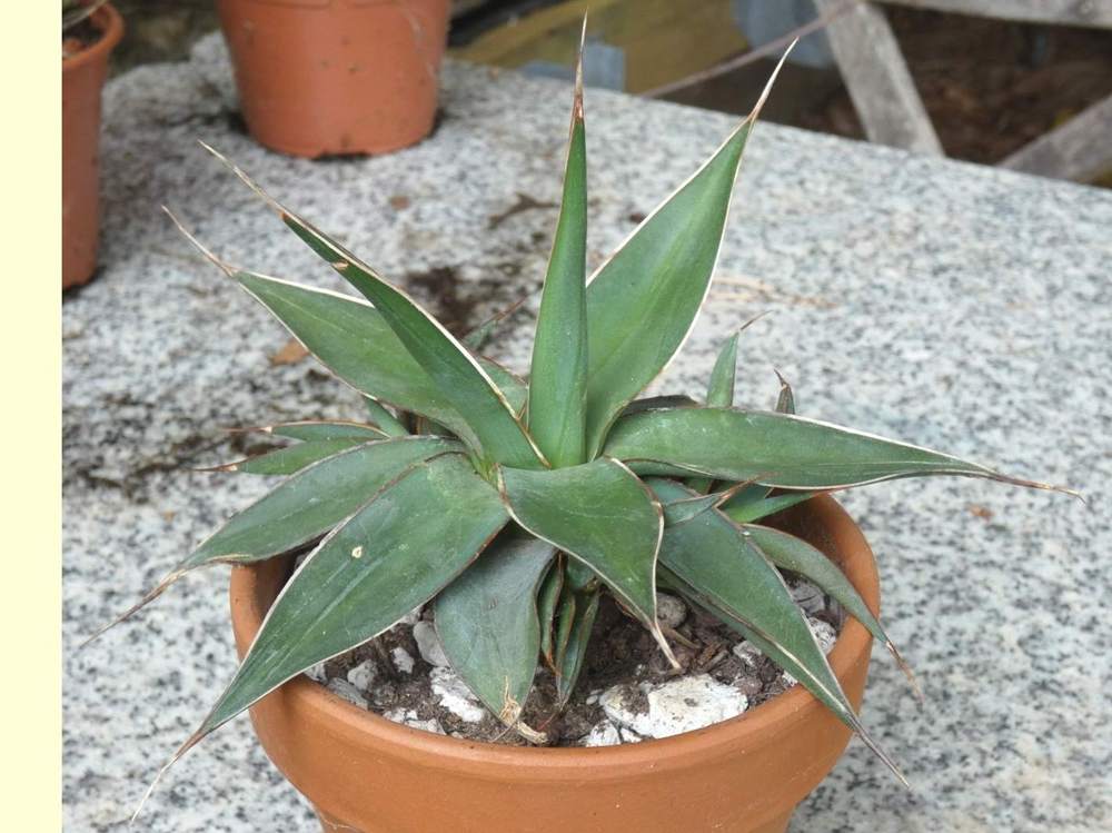 Agavaceae Agave impressa cv. 'impressive'