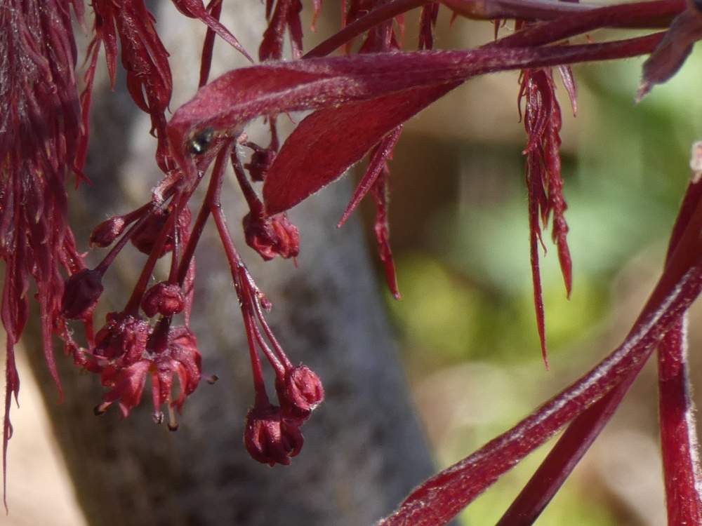 fleur de aceraceae acer palmatum ssp. matsumurae gr. dissectum cv. 'inaba shidare'