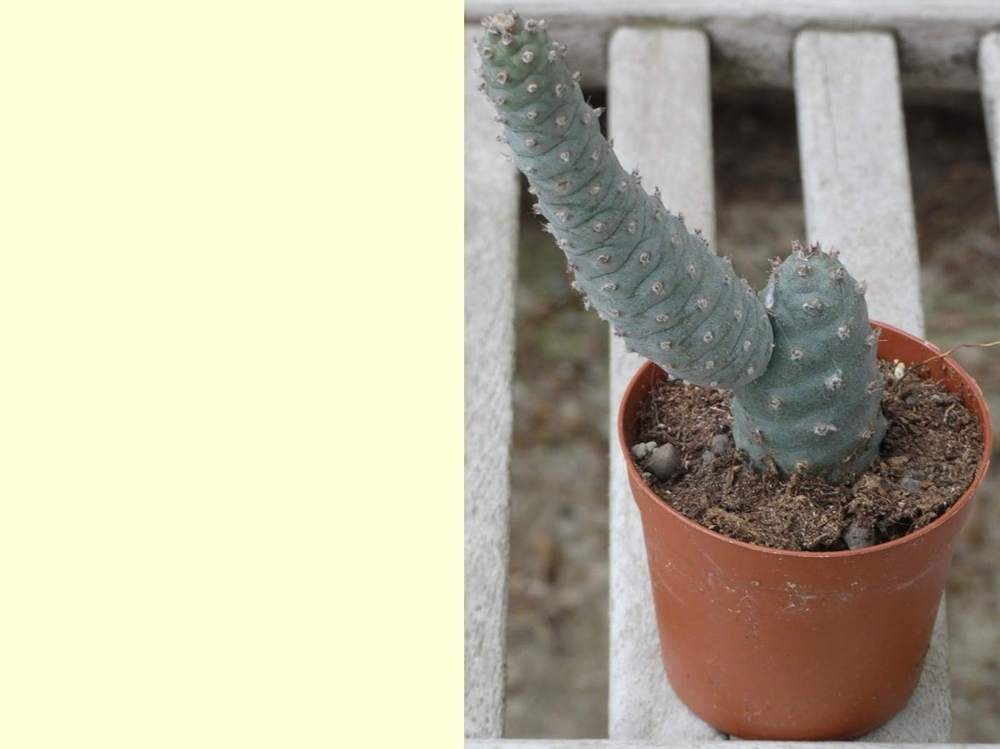 Cactaceae tephrocactus articulatus var. inermis