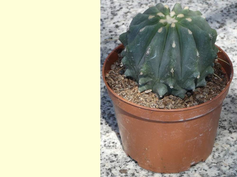 Cactaceae Ferocactus glaucescens cv. inermis