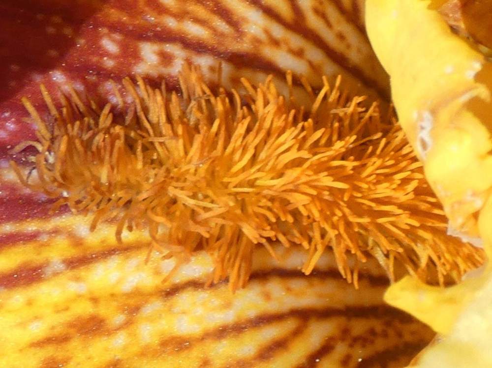 barbe de iridaceae iris barbu cv. 'infernal fire'