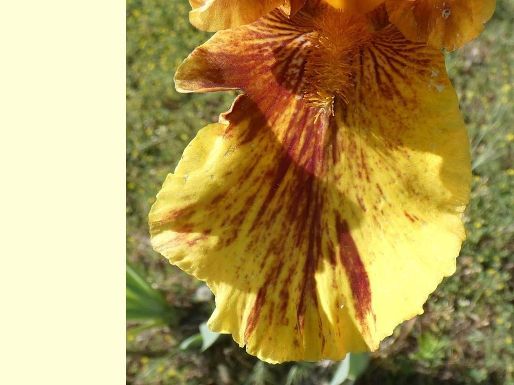 sépale de iridaceae iris barbu cv. 'infernal fire'