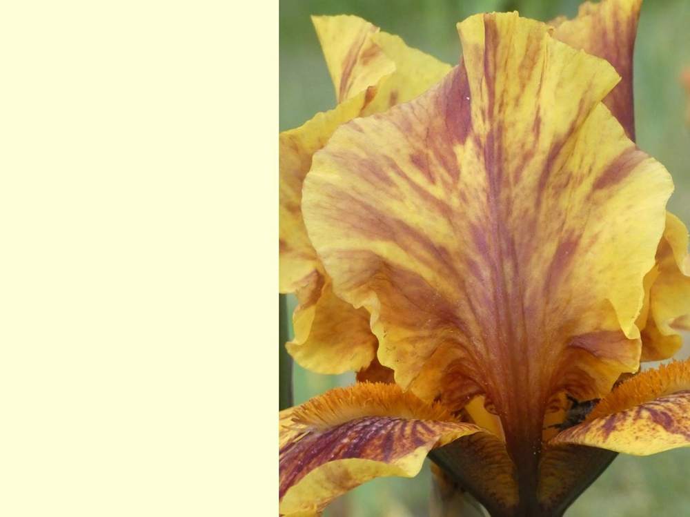 pétale de iridaceae iris barbu cv. 'infernal fire'