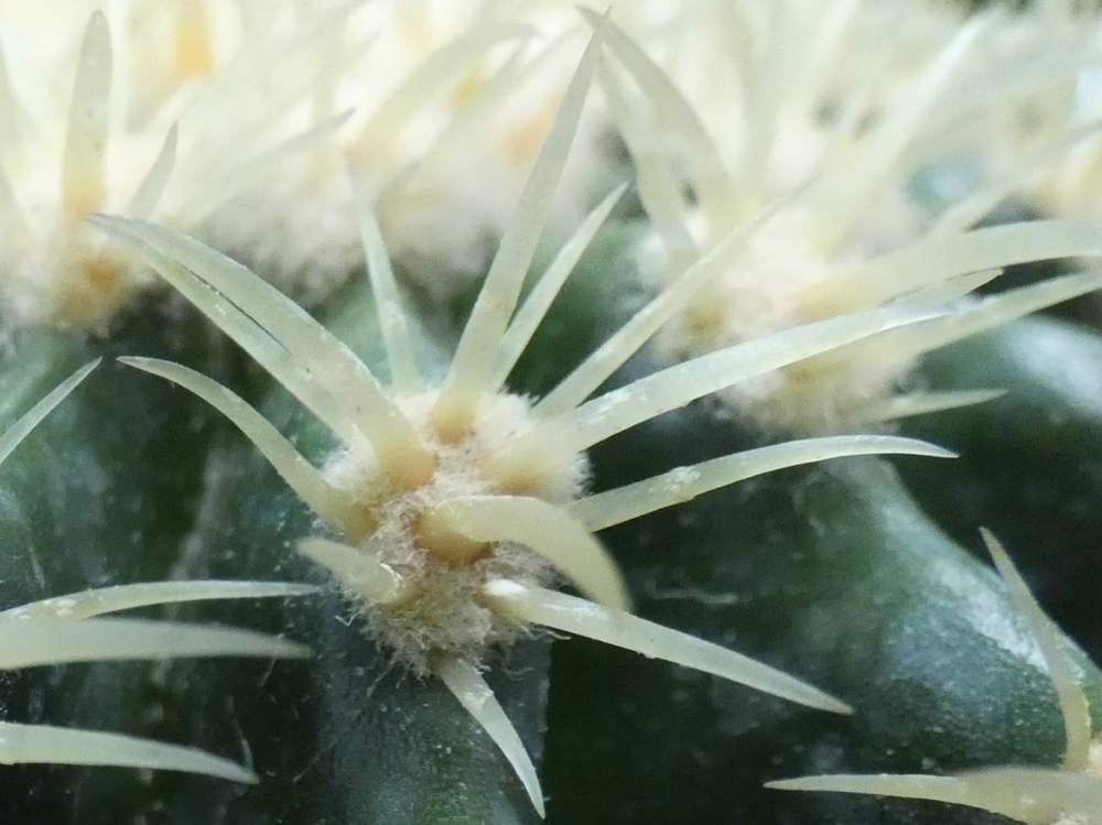 aréole-aiguillon de cactaceae kroenleinia grusonii cv. 'intermedius'