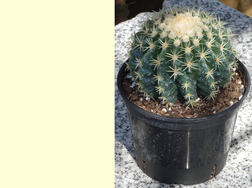 Cactaceae Kroenleinia grusonii cv. 'intermedius'