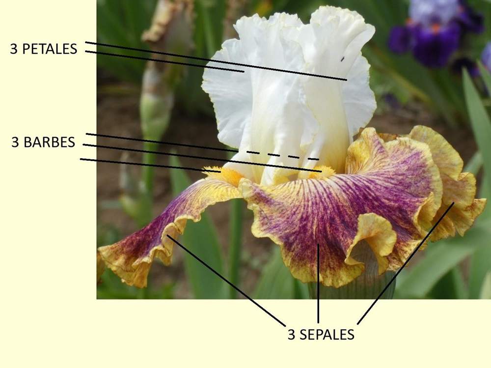 noms des trois principales parties du nom de la fleur