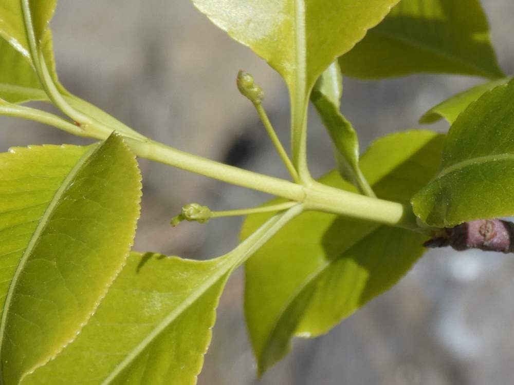jeune bois de celastraceae euonymus japonicus