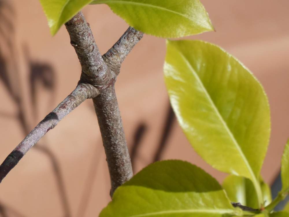 fruit de celastraceae euonymus japonicus