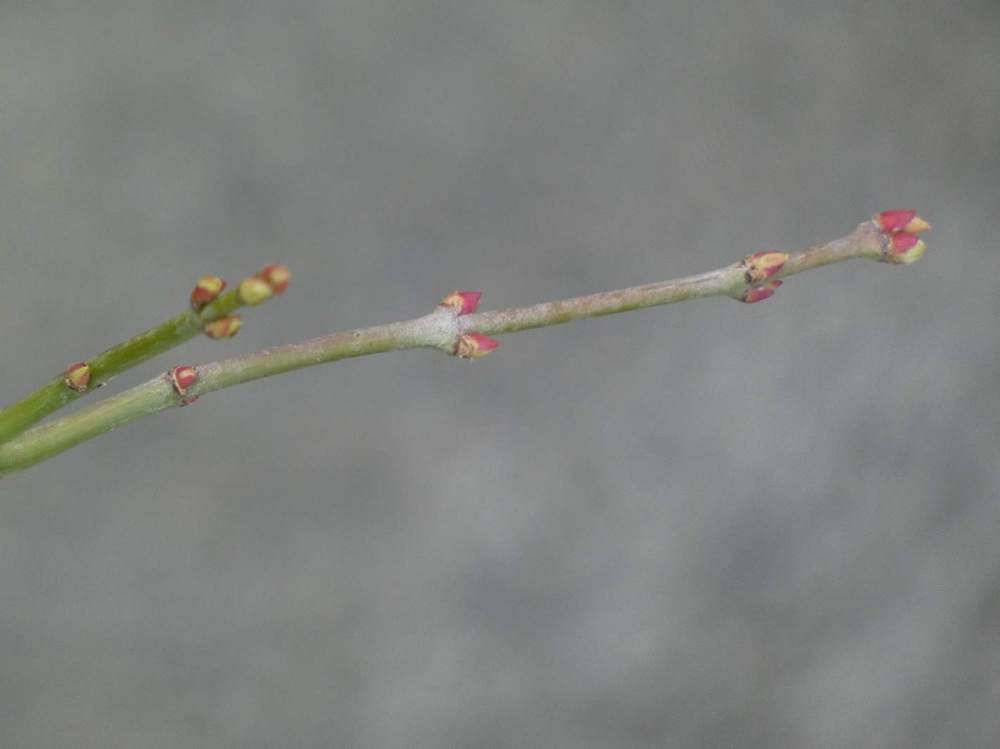 jeune bois de aceraceae acer palmatum cv. 'jerre schwartz'