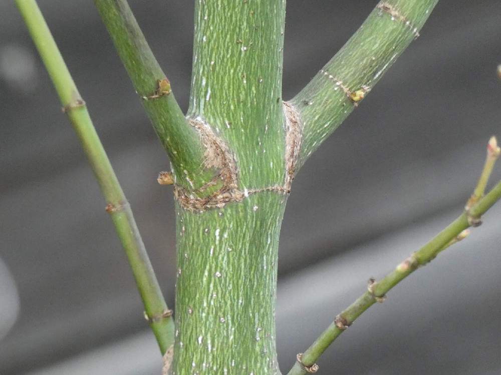 écorce de aceraceae acer palmatum cv. 'jerre schwartz'