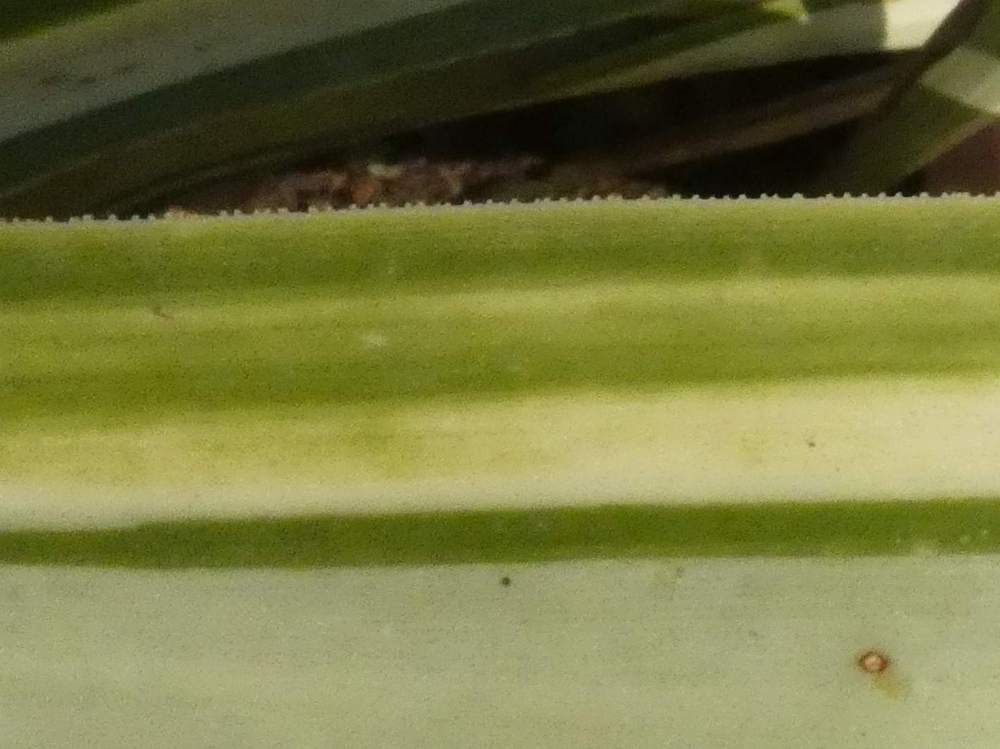 marge de agavaceae yucca gigantea cv. 'jewel'