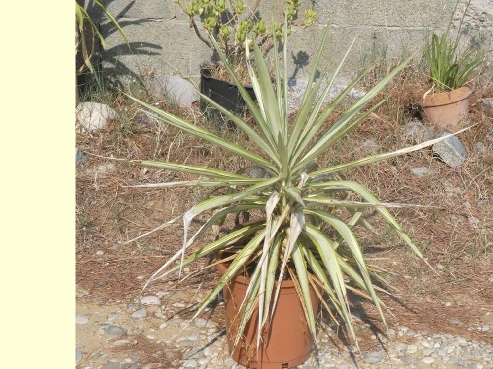 Agavaceae yucca gigantea cv. 'jewel'