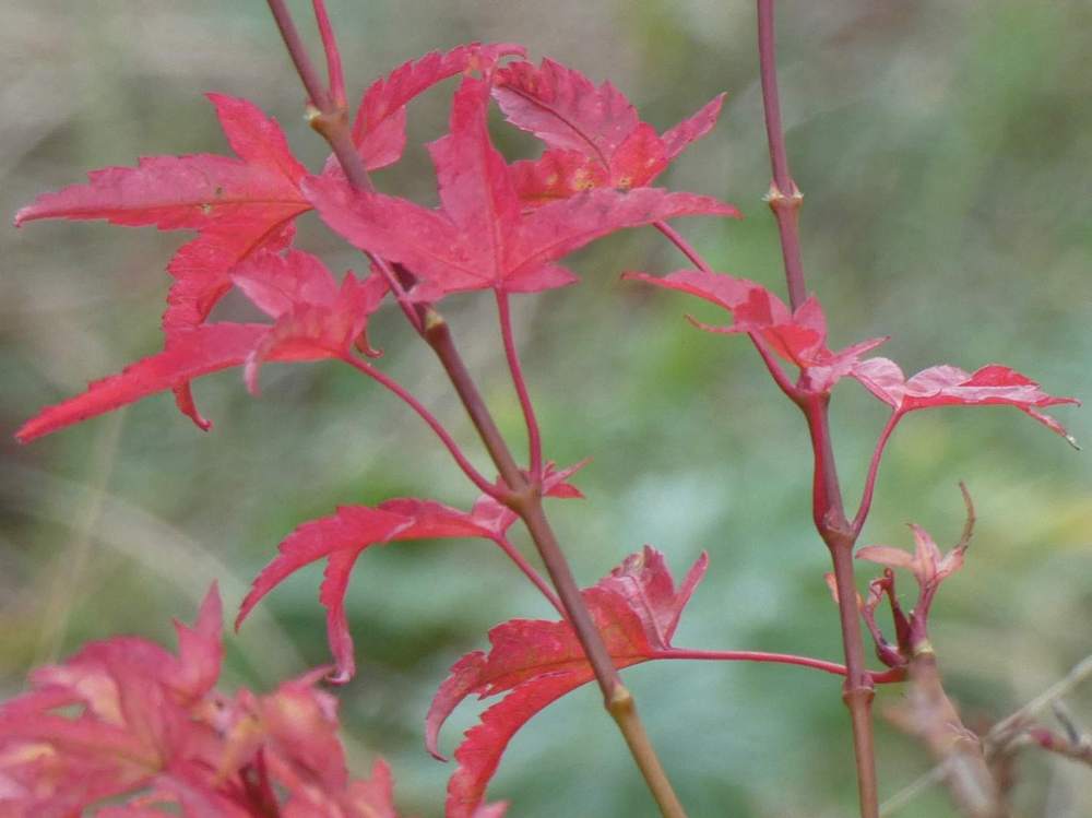 automne de aceraceae acer palmatum cv. 'kamagata'