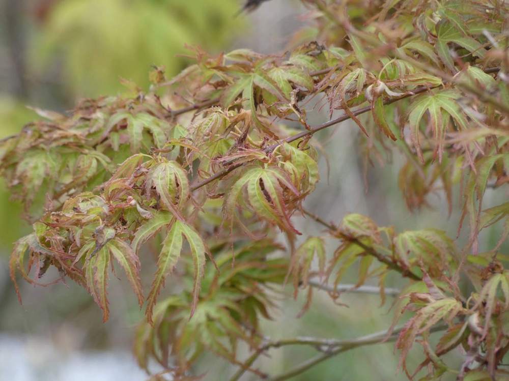 jeune bois de aceraceae acer palmatum cv. 'kamagata'