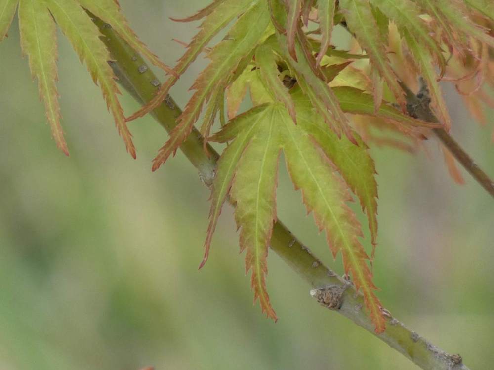 printemps de aceraceae acer palmatum cv. 'kamagata'