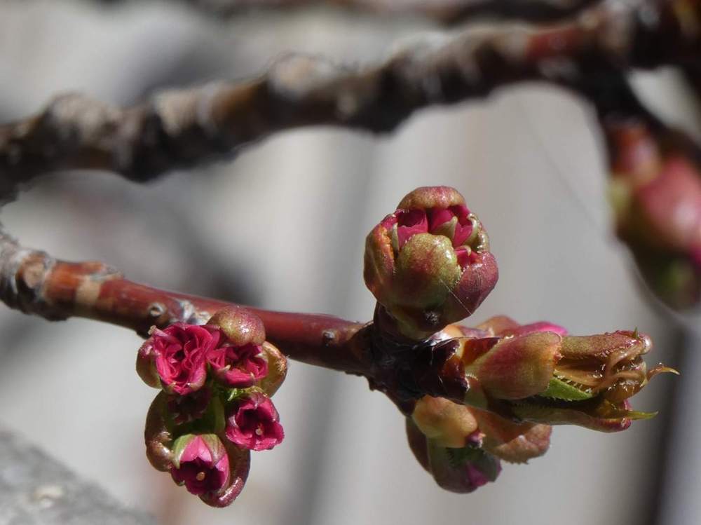jeune bois de rosaceae prunus serrulata cv. 'kanzan'