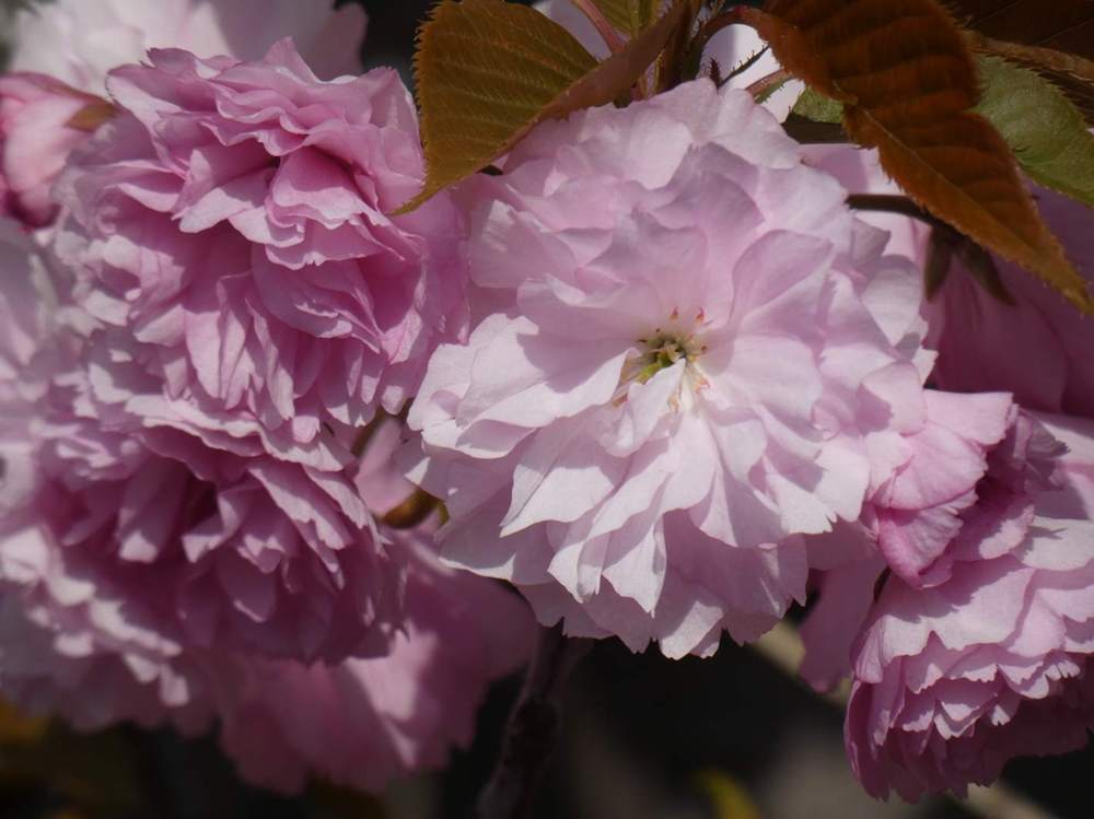 fleur de rosaceae prunus serrulata cv. 'kanzan'