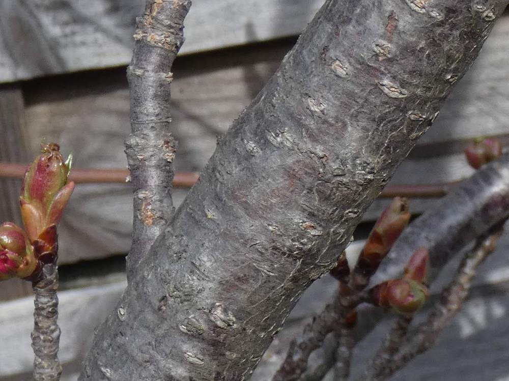 écorce de rosaceae prunus serrulata cv. 'kanzan'