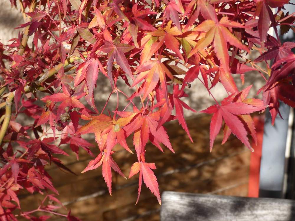 automne de aceraceae acer palmatum cv. 'katsura' sousvariante souscultivar sousvariante2 souscultivar2