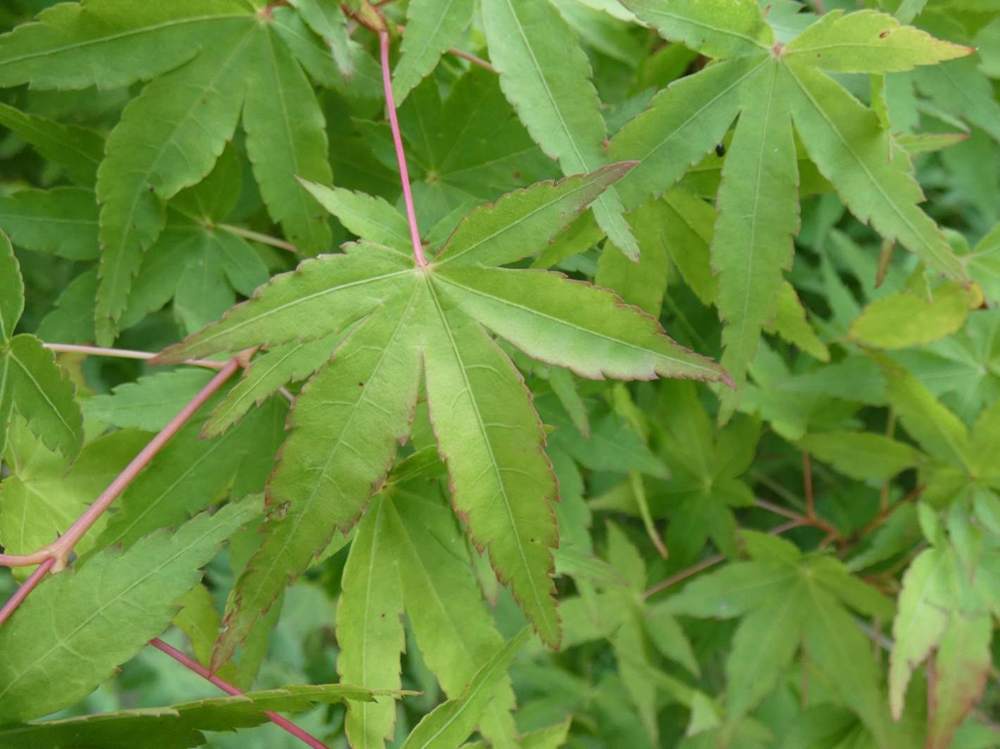 été de aceraceae acer palmatum cv. 'katsura' sousvariante souscultivar sousvariante2 souscultivar2