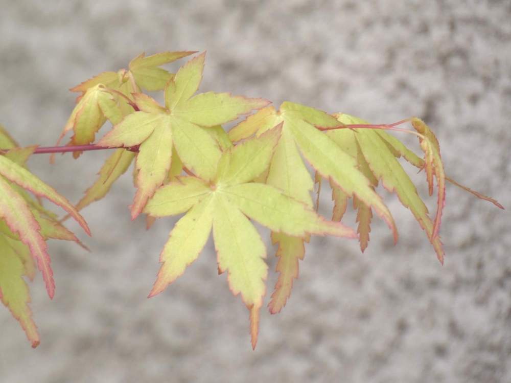 jeune bois de aceraceae acer palmatum cv. 'katsura' sousvariante souscultivar sousvariante2 souscultivar2