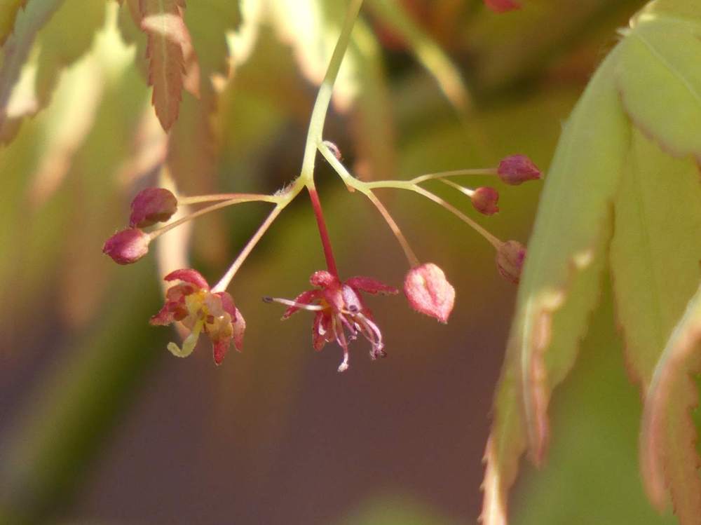 fleur de aceraceae acer palmatum cv. 'katsura' sousvariante souscultivar sousvariante2 souscultivar2