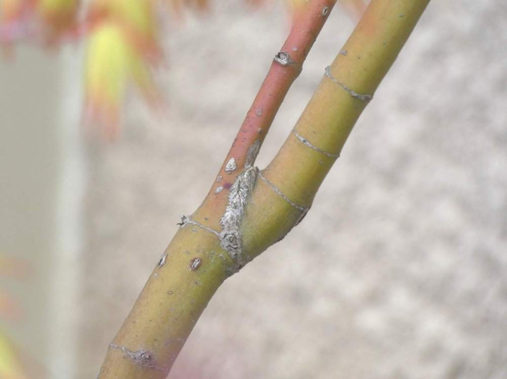 écorce de aceraceae acer palmatum cv. 'katsura' sousvariante souscultivar sousvariante2 souscultivar2