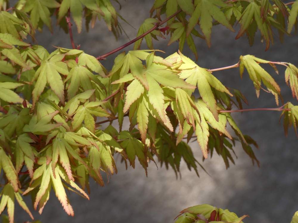 printemps de aceraceae acer palmatum cv. 'katsura' sousvariante souscultivar sousvariante2 souscultivar2