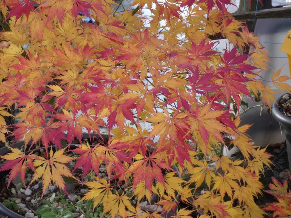 automne de aceraceae acer palmatum ssp. matsumurae cv. 'ki hachijõ'