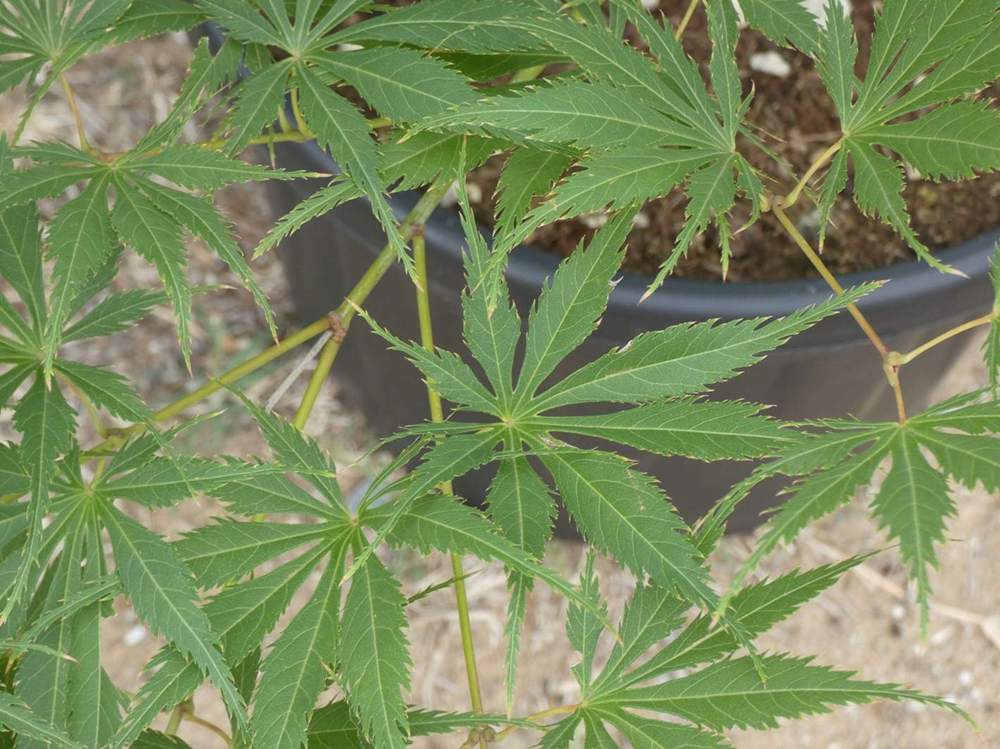 été de aceraceae acer palmatum ssp. matsumurae cv. 'ki hachijõ'