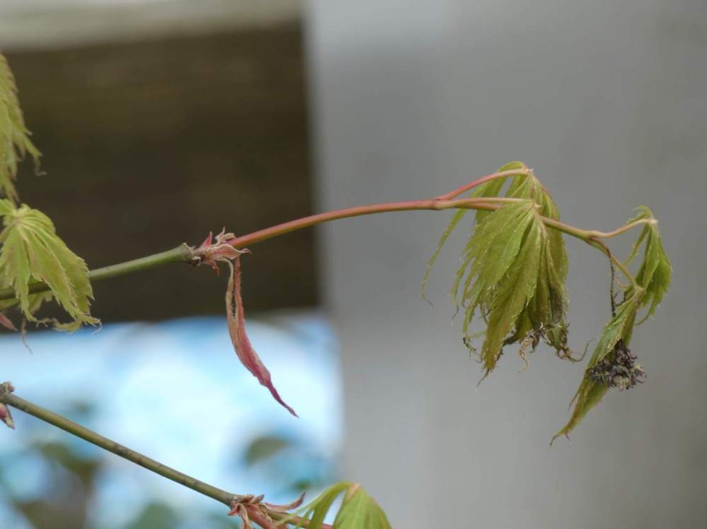 jeune bois de aceraceae acer palmatum ssp. matsumurae cv. 'ki hachijõ'