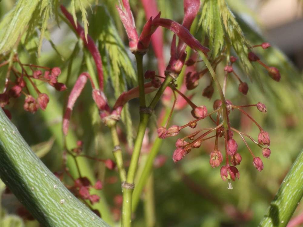 fleur de aceraceae acer palmatum ssp. matsumurae cv. 'ki hachijõ'