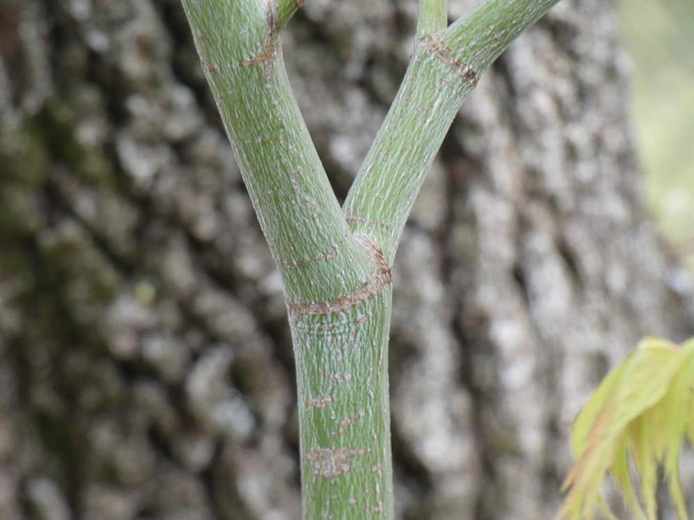 écorce de aceraceae acer palmatum ssp. matsumurae cv. 'ki hachijõ'