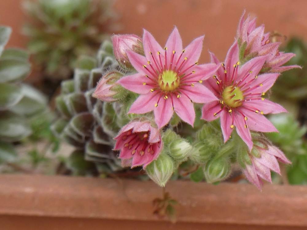 fleur de crassulaceae sempervivum arachnoideum cv. 'koko flanel'