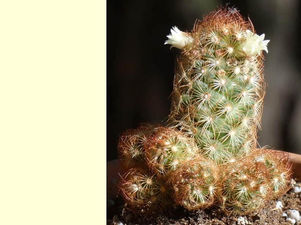 Cactaceae Mammillaria elongata cv 'kopper king'