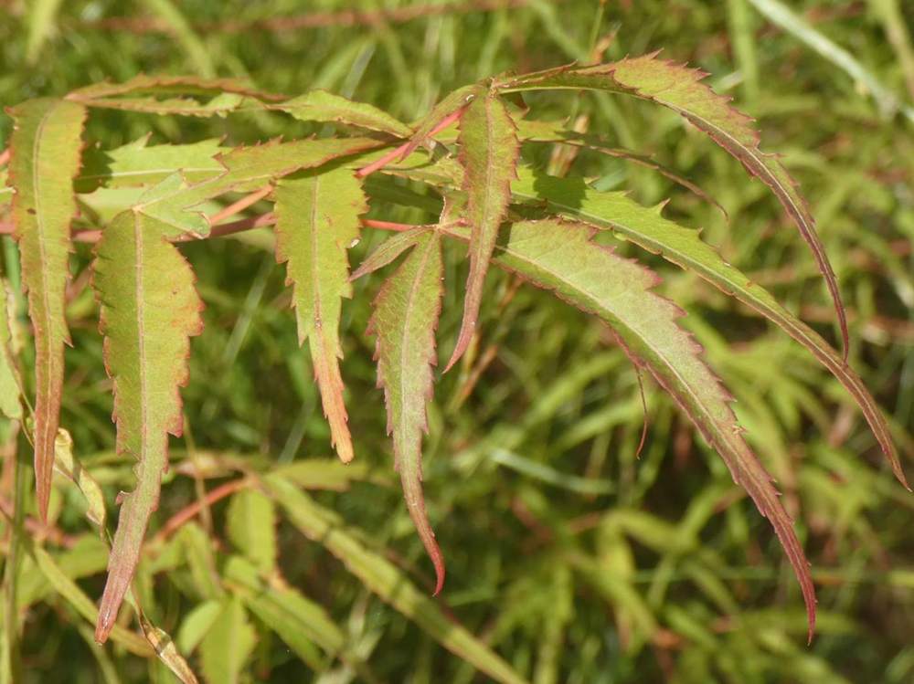 été de aceraceae acer palmatum gr. linearilobum cv. 'koto no ito'