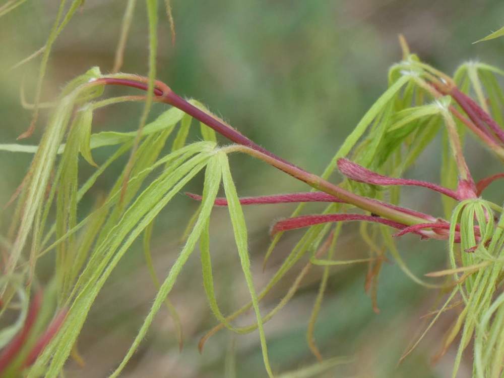 jeune bois de aceraceae acer palmatum gr. linearilobum cv. 'koto no ito'