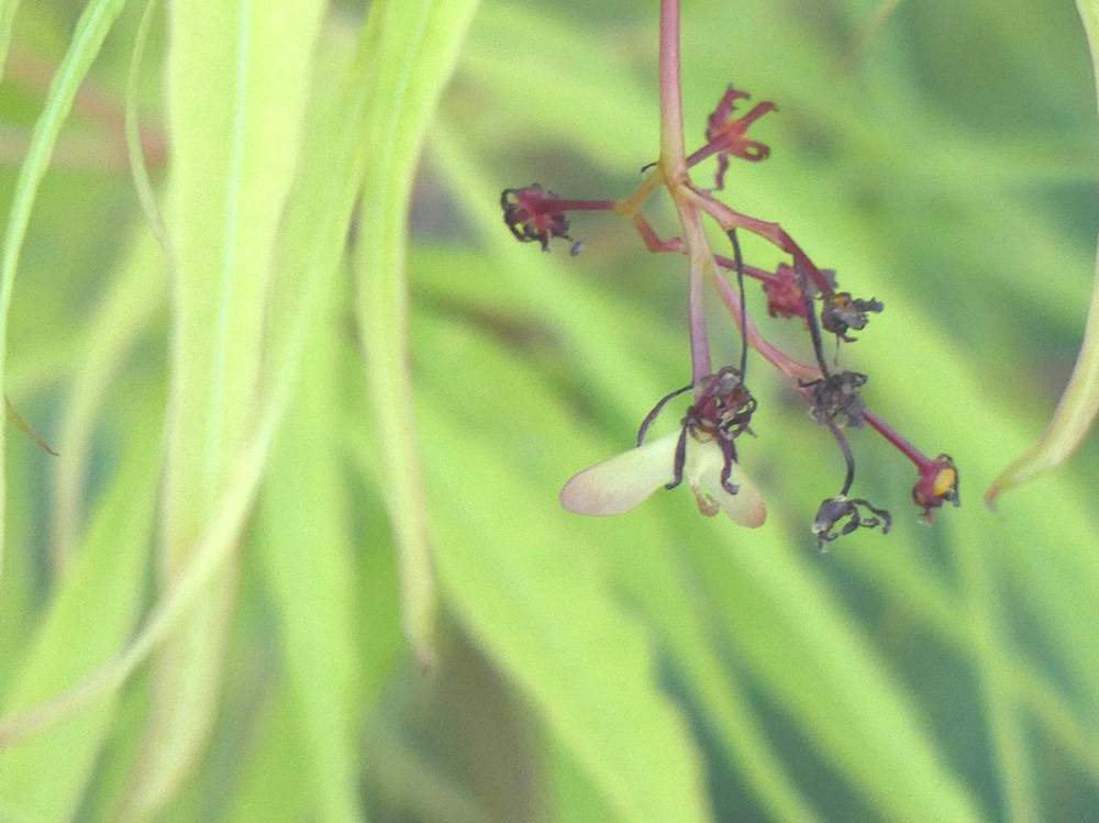 samare de aceraceae acer palmatum gr. linearilobum cv. 'koto no ito'