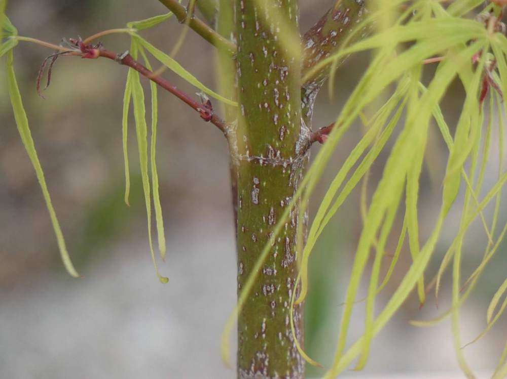 écorce de aceraceae acer palmatum gr. linearilobum cv. 'koto no ito'