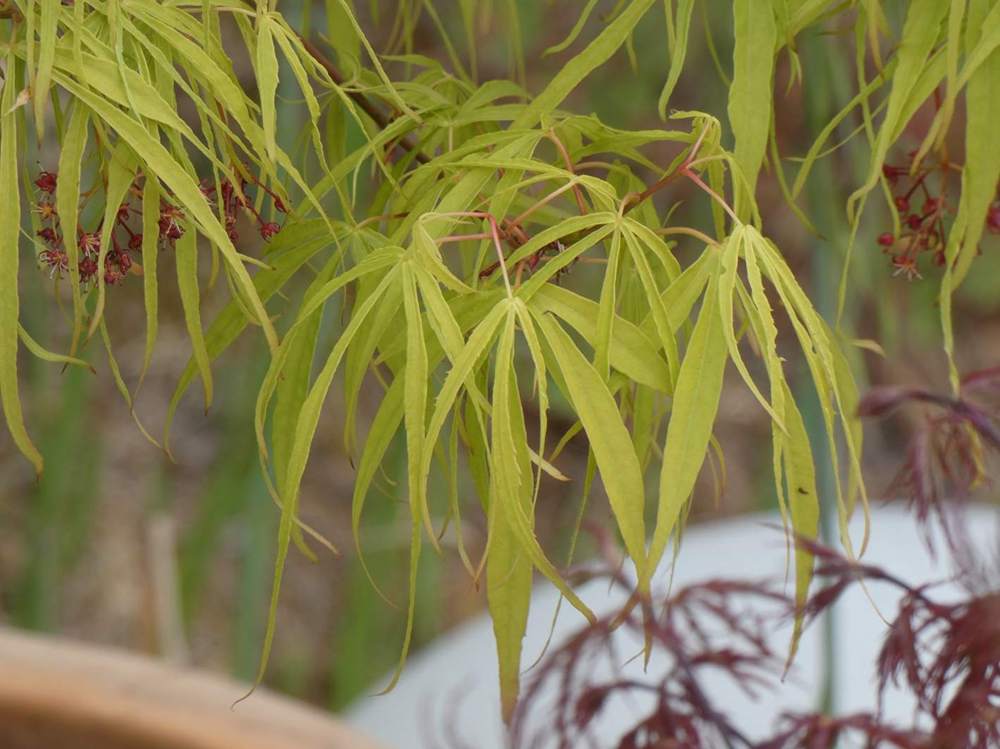 printemps de aceraceae acer palmatum gr. linearilobum cv. 'koto no ito'