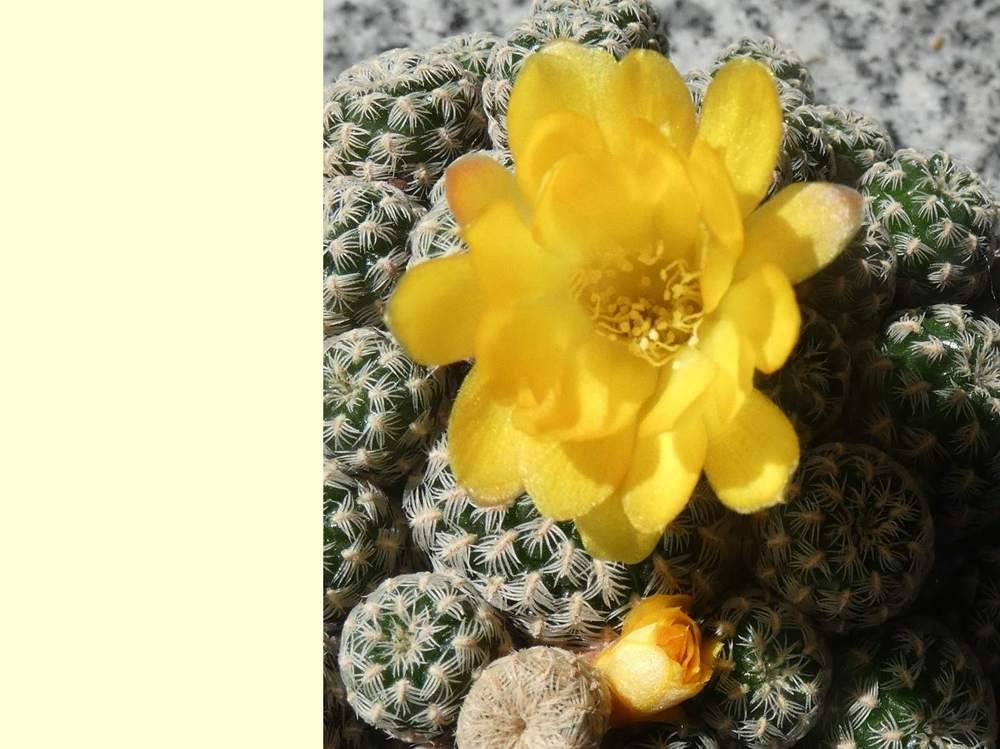 fleur de cactaceae weingartia langeri