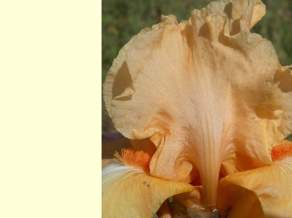 pétale de iridaceae iris barbu cv. 'leading light'