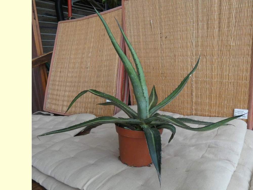 Agavaceae Agave lechuguilla