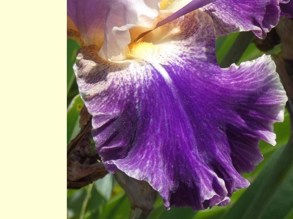 sépale de iridaceae iris barbu cv. 'lip service'