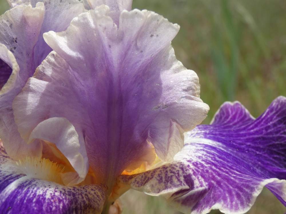 pétale de iridaceae iris barbu cv. 'lip service'