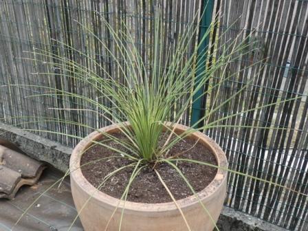 visuel Dasylirion longissimum