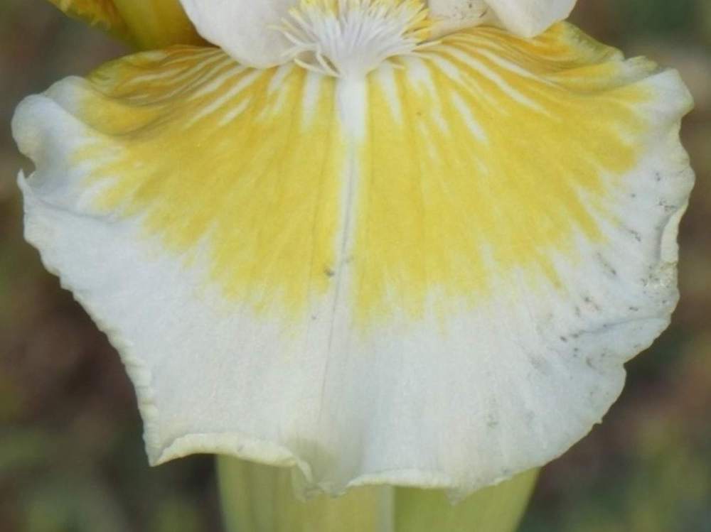 sépale de iridaceae iris barbu cv. 'lunar frost'