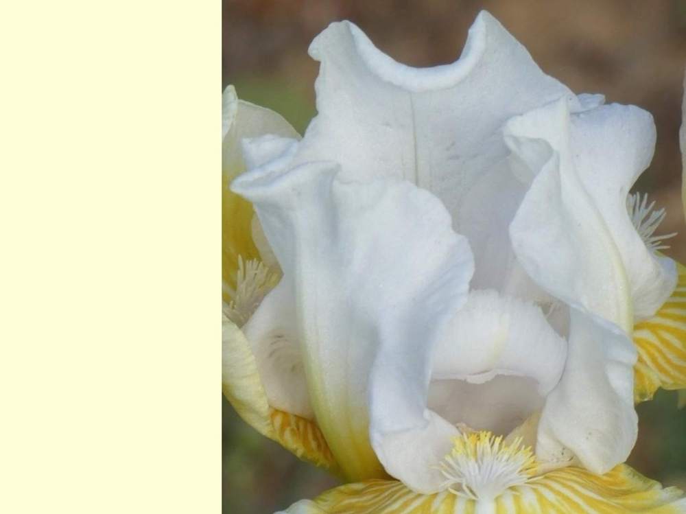 pétale de iridaceae iris barbu cv. 'lunar frost'